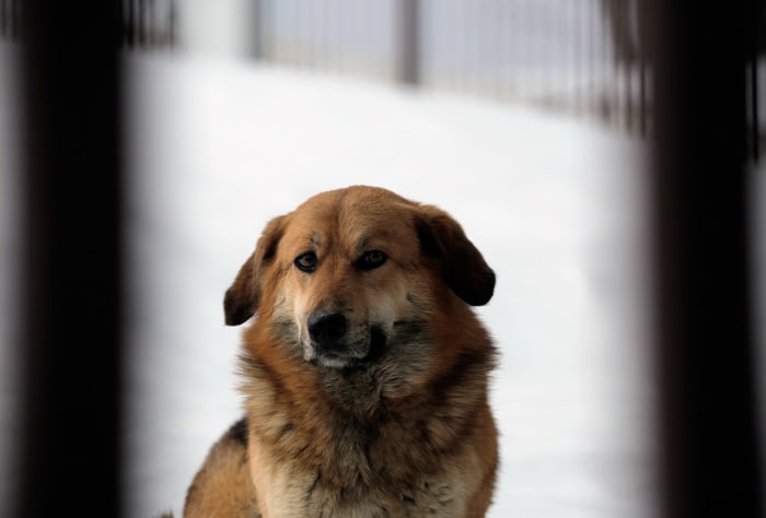 sochi-olympics-stray-dogs-collin-orcutt.jpg
